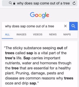 Sap is a tree's blood